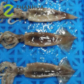 Nuevo tubo de captura de calamar Illex y calamar tentáculo t + t T&amp;T